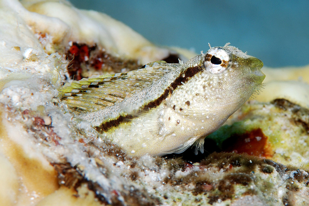Xestus Sabretooth Blenny
