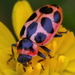Coccinelloidea - Photo (c) Denis Doucet,  זכויות יוצרים חלקיות (CC BY-NC), הועלה על ידי Denis Doucet