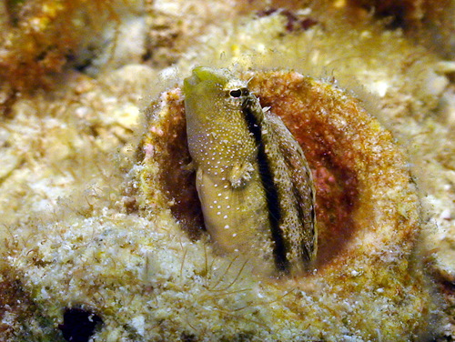 Gladde sabeltand-slijmvis (Petroscirtes xestus) — Blenniidae — 4