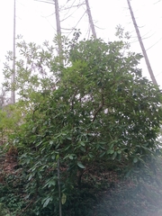 Rhododendron
