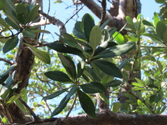 Gordonia lasianthus