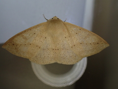 Sabulodes