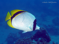 Chaetodon lineolatus