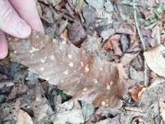 Ramularia endophylla