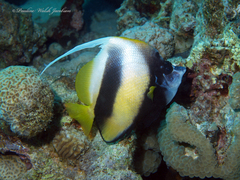 Heniochus intermedius