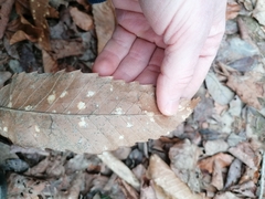 Ramularia endophylla