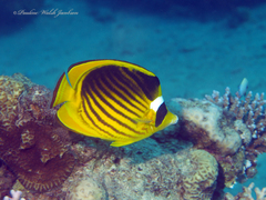 Chaetodon fasciatus
