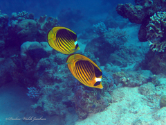 Chaetodon fasciatus