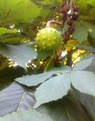 Aesculus hippocastanum