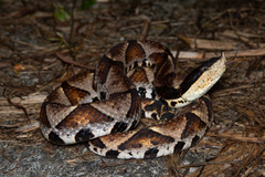 Deinagkistrodon acutus