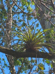 Tillandsia fasciculata