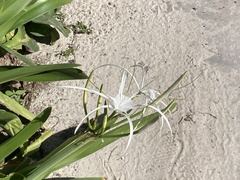 Hymenocallis