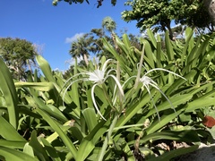 Hymenocallis