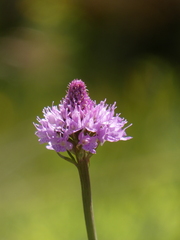 Traunsteinera globosa