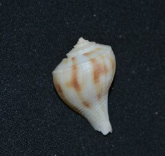 Fulguropsis