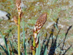 Asphodelus