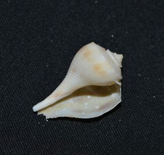 Fulguropsis