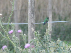 Chlorostilbon lucidus