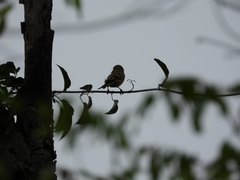 Camptostoma obsoletum