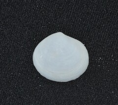 Semele proficua