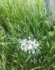 Ornithogalum umbellatum
