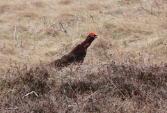 Lagopus lagopus scotica