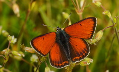 Lycaena hippothoe