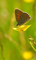 Lycaena hippothoe