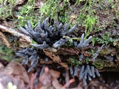 Xylaria hypoxylon