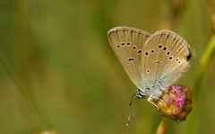 Cyaniris semiargus