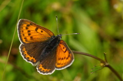 Lycaena hippothoe
