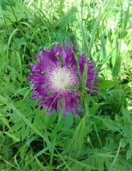 Centaurea jacea