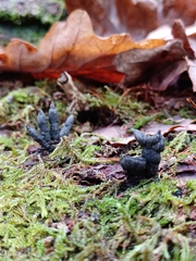 Xylaria hypoxylon