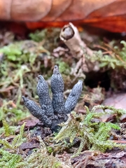 Xylaria hypoxylon