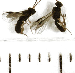 Ascogaster