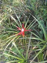 Bromelia serra