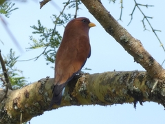 Eurystomus glaucurus