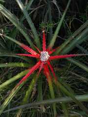 Bromelia serra