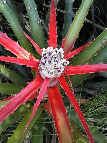 Bromelia serra Griseb.