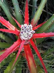 Bromelia serra