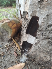 Polyboroides typus typus