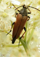 Pedostrangalia pubescens