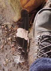 Polyboroides typus typus