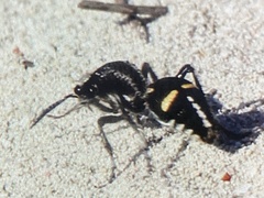 Traumatomutilla indica