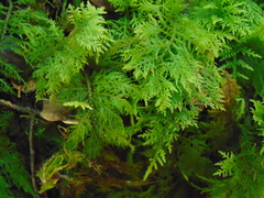 Thuidium