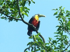 Ramphastos dicolorus