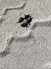 Traumatomutilla indica