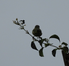 Thraupis sayaca