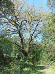 Quercus faginea
