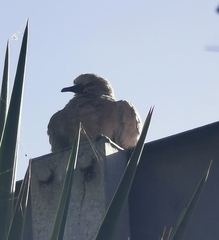 Streptopelia decaocto